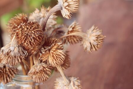 dried flowersの写真素材