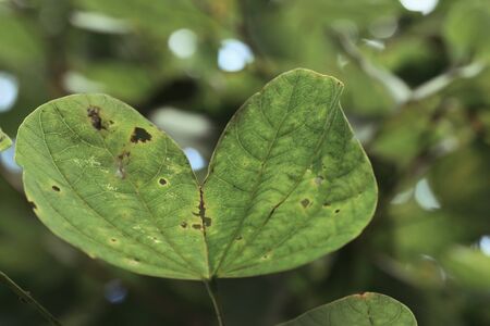 green leaves