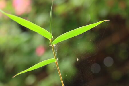 spider web on bamoo
