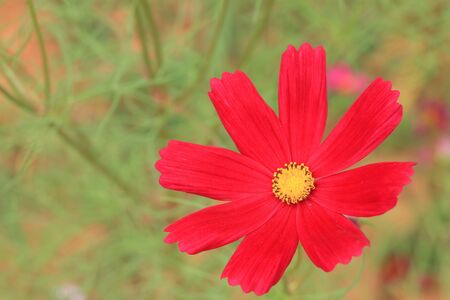 Cosmos flowersの写真素材