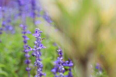 purple salviaの写真素材