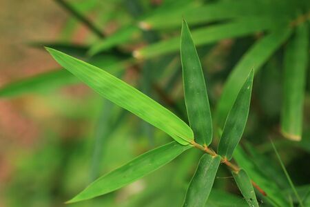 bamboo leavesの写真素材