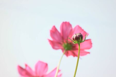 fields cosmos flowersの写真素材