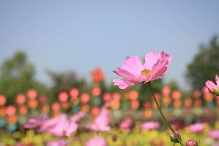 fields cosmos flowersの写真素材