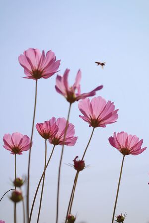 fields cosmos flowersの写真素材