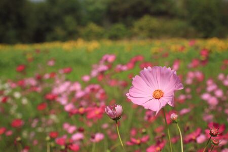 fields cosmos flowersの写真素材