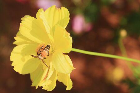 fields cosmos flowersの写真素材