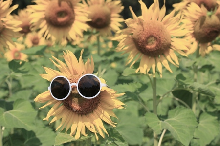 sunflowers fieldsの写真素材