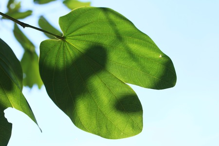 green leaves