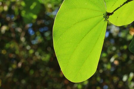 green leaves