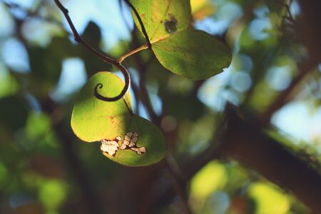 green leaves