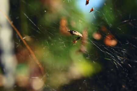 spider web