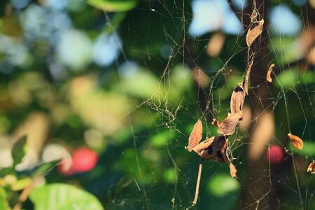 spider web
