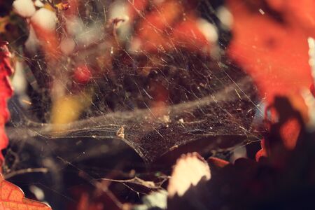 spider web