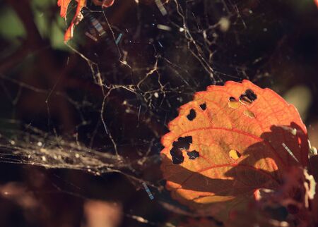 spider webの写真素材