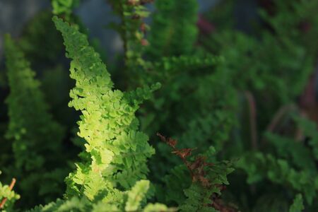 green fern