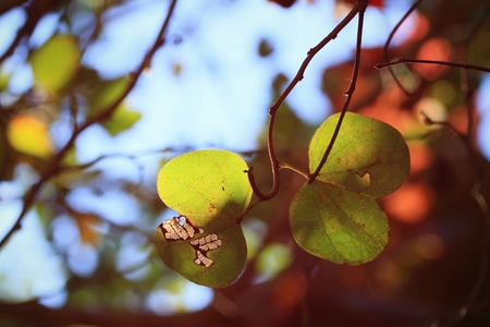 green leavesの写真素材