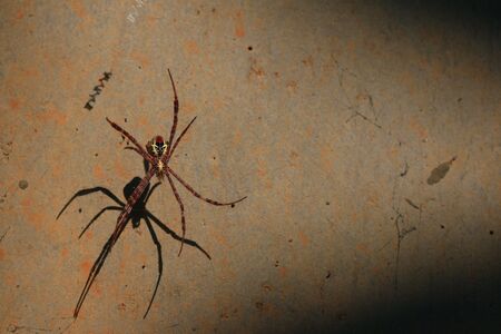 spider webの写真素材