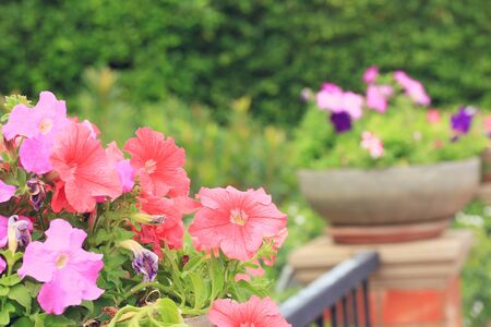 pink flowersの写真素材
