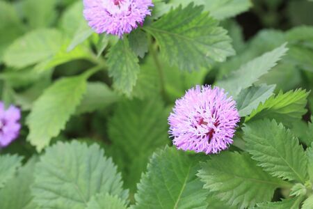 Purple flowers