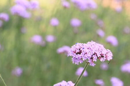 Purple flowers