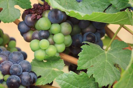 fresh grapes in vineyardの写真素材