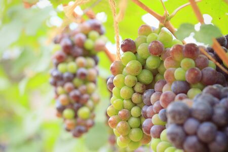 fresh grapes in vineyardの写真素材