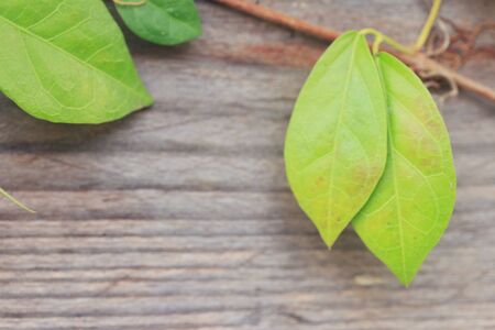 green vineの写真素材