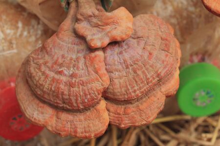 Mushroom - Ganoderma lucidum