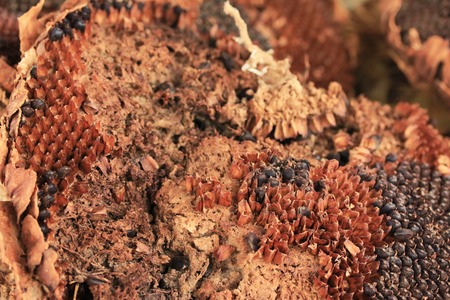 Sunflower driedの写真素材