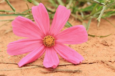 fields cosmos flowersの写真素材