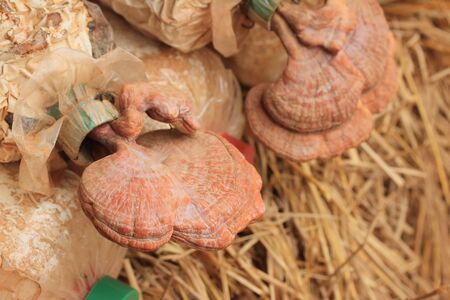 Mushroom - Ganoderma lucidum