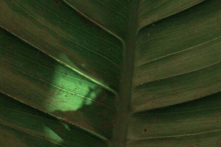green leaves