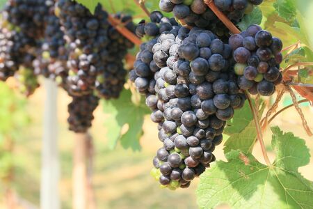 fresh grapes in vineyard