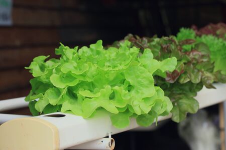 Lettuce hydroponicsの写真素材