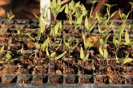 Soil seedlingsの写真素材