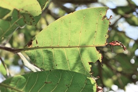 green leavesの写真素材