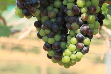 fresh grapes in vineyardの写真素材