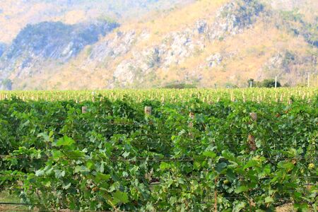 fresh grapes in vineyardの写真素材