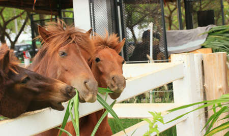 Horse in the farm