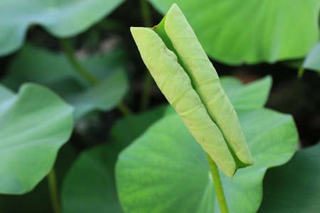 Lotus leafの写真素材