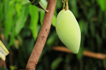 Mango treeの写真素材