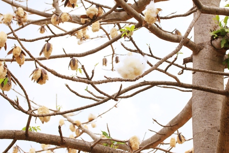 cotton treeの写真素材