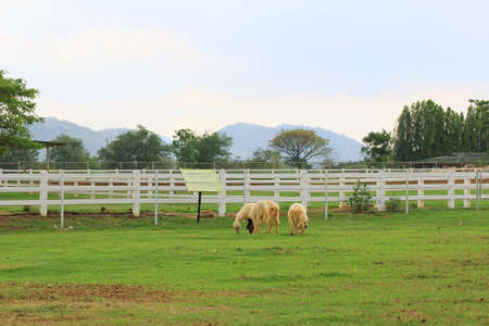 Sheep on the farmの写真素材