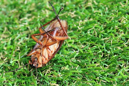 cockroaches