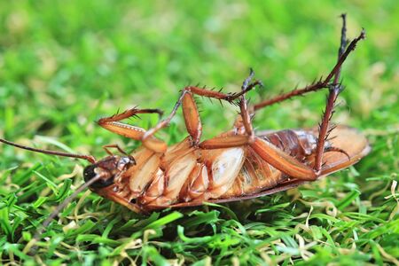 cockroachesの写真素材