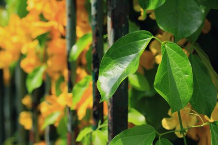 Mexican daisy in english gardenの写真素材
