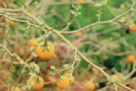 Yellow eggplantの写真素材