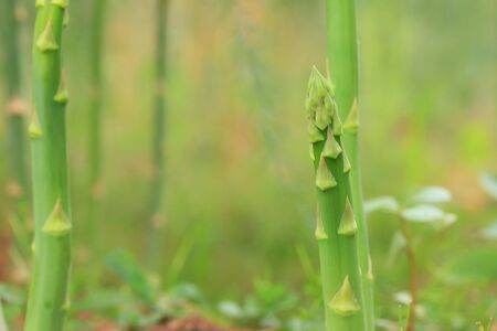 asparagusの写真素材