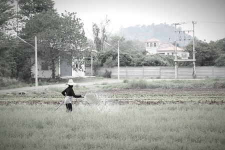 people watering the vegetableの写真素材
